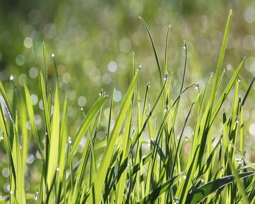 Close up of green lush leaves with gentle morning sunlight